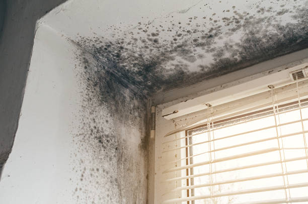 Affordable Crawl Space Mold Removal solutions in New Columbia, PA